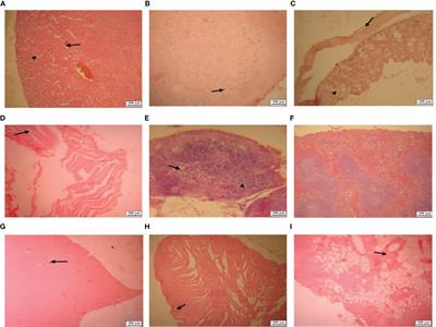 Safety and Efficacy of Combined Intramuscular/Intranasal RAZI-COV PARS Vaccine Candidate Against SARS-CoV-2: A Preclinical Study in Several Animal Models